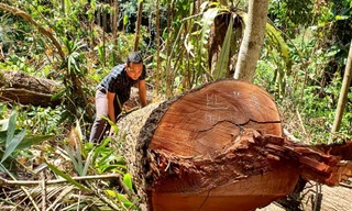 Bắt tạm giam 2 nhân viên bảo vệ rừng huyện vùng biên 