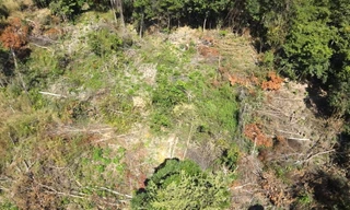 Cận cảnh hơn 450 thân gỗ bị đốn hạ ở Gia Lai