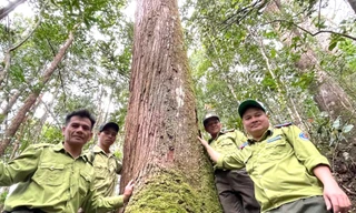 Tận thấy cánh rừng pơ mu 'bất khả xâm phạm' trên núi cao hơn 1.400m