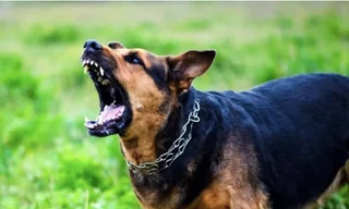 Bị chó hoang cắn, bé trai 3 tuổi tử vong do bệnh dại