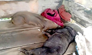 Dự án tiền tỷ cấp heo kém chất lượng cho dân