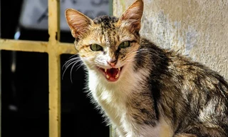 Gia Lai: Bé trai 3 tuổi tử vong do mèo cắn