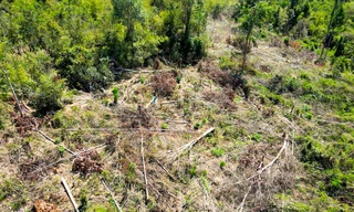 Khởi tố vụ rừng bị phá sát trụ sở UBND huyện