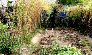 Cảnh sát phát hiện vườn thuốc phiện 'ẩn thân' trong vườn rau 