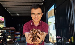 Người dân Gia Lai đổ xô săn tìm xác ve sầu