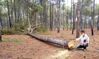Hàng loạt cây thông trong dự án sân Golf Đak Đoa bị đốn hạ
