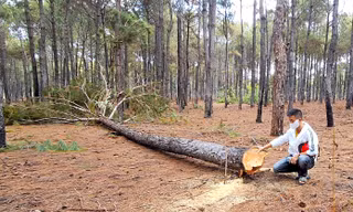 Hàng loạt cây thông trong dự án sân Golf Đak Đoa bị đốn hạ