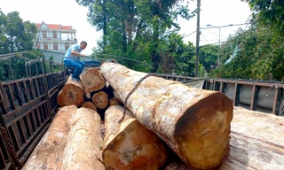 Bắt xe tải chở 23 lóng gỗ không rõ nguồn gốc ở Gia Lai 