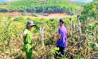 Vụ triệt hạ cả trăm cây hồ tiêu, cà phê: Gã anh rể khai do ghen tuông với em họ của vợ