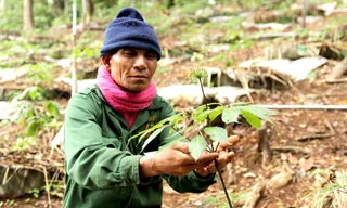 Lùm xùm quanh giấy xác nhận khai thác sâm Ngọc Linh