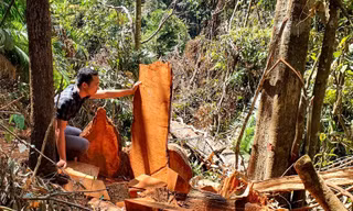 Kiểm điểm loạt cán bộ vì để mất rừng