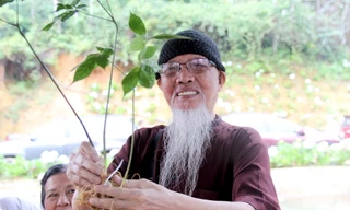 Kon Tum mục tiêu có 10 nghìn ha sâm Ngọc Linh