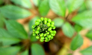 Có gì ở phiên chợ sâm Ngọc Linh Kon Tum lần đầu tổ chức?