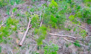 UBND tỉnh Gia Lai yêu cầu xử lý nghiêm vụ phá rừng ở suối Ia Díp