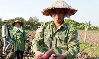 Nông dân khóc ròng vì khoai lang rớt giá thê thảm