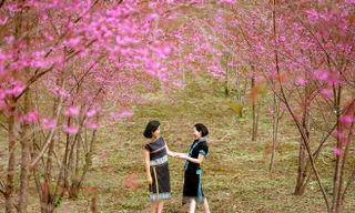 Mê đắm ngắm mai anh đào 'nhuộm hồng' cả thị trấn Măng Đen