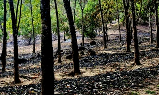 Đi ăn cưới, người đàn ông bàng hoàng nhận tin rẫy cao su hơn 700 cây bị cháy