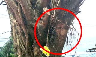 Người dân đổ xô xem cây si có hình giống mặt người, chính quyền lên tiếng