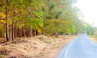 Đi qua rừng thông, bé gái bị nam thanh niên hiếp dâm