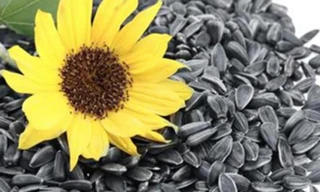 Ảnh minh họa: Internet