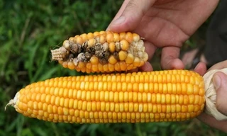 Ảnh minh họa: Internet