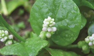 Ảnh minh họa: Internet