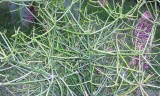 Ảnh minh họa: Internet