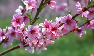 Ảnh minh họa: Internet