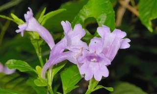 Ảnh minh hoạ: Internet