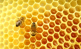 Ảnh minh họa: Internet