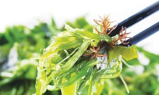 Ảnh minh họa: Internet