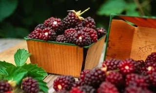 Ảnh minh họa: Internet