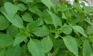 Ảnh minh hoạ: Internet