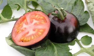 Ảnh minh hoạ: Internet