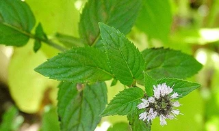 Ảnh minh họa: Internet