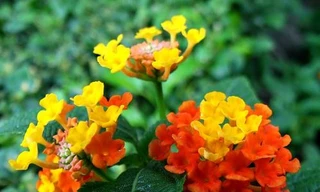 Ảnh minh hoạ: Internet