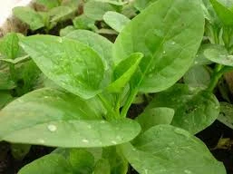 Ảnh minh hoạ: Internet