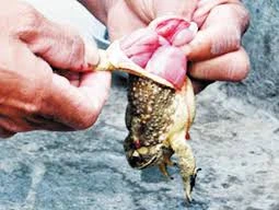 Ảnh minh họa: Internet