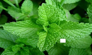 Ảnh minh họa: Internet