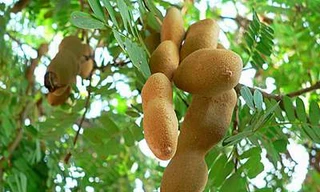 Ảnh minh hoạ: Internet