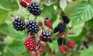 Ảnh minh họa: Internet