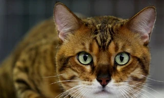 Ảnh minh hoạ: Internet