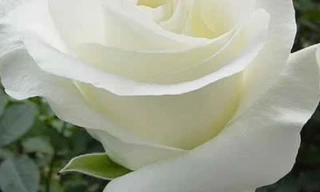 Ảnh minh họa: Internet