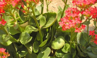 Ảnh minh hoạ: Internet