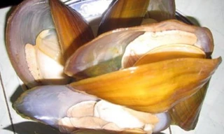 Ảnh minh hoạ: Internet