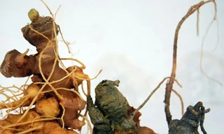 Ảnh minh họa: Internet