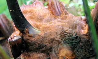 Ảnh minh họa: Internet