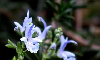 Ảnh minh họa: Internet