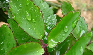 Ảnh minh họa: Internet