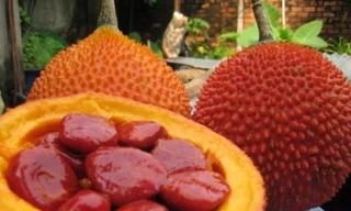 Ảnh minh hoạ: Internet